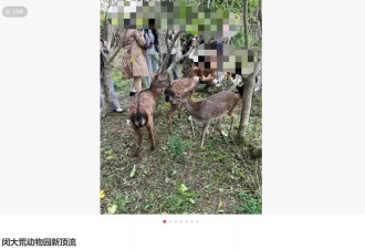 数百人围观后上交大鹿苑临时关闭 鹿累坏了 草也秃了