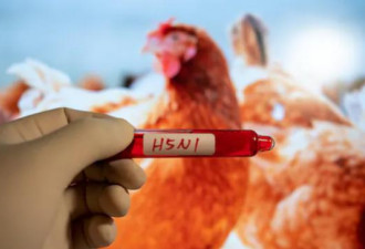 加首例H5N1禽流感患者已转为危重症