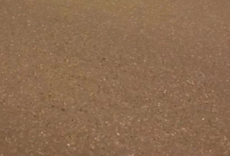 南京司机撞上两头野猪,当事人:野猪被无害化处理