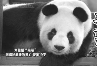 大熊猫“丽丽”抢救无效死亡 终年19岁