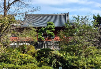 漫游日本东京上野公园 繁花似锦醉游人