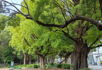 漫游日本东京上野公园 繁花似锦醉游人