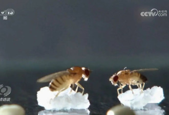 果蝇“登天”记：揭秘中国空间站最新科学实验
