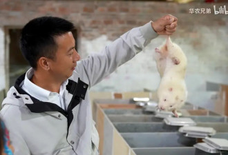 华农兄弟的竹鼠回归，为什么让百万网友泪目？