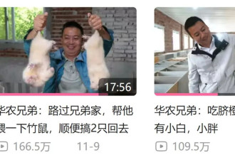 华农兄弟的竹鼠回归，为什么让百万网友泪目？