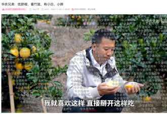 华农兄弟的竹鼠回归，为什么让百万网友泪目？