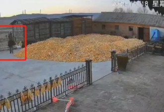 黑龙江老虎咬伤村民，警方：正在搜捕,建议少出门