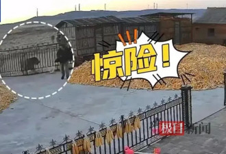 人被咬伤门被撞坏谁赔?自卫若失手打死老虎违法吗