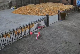 黑龙江老虎撞门视频曝光！男子遭咬伤 手臂恐保不住
