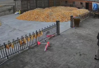黑龙江老虎撞门视频曝光！男子遭咬伤 手臂恐保不住
