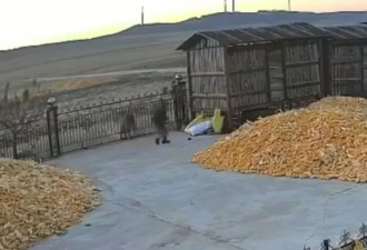 黑龙江老虎撞门视频曝光！男子遭咬伤 手臂恐保不住