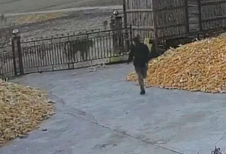 黑龙江老虎撞门视频曝光！男子遭咬伤 手臂恐保不住