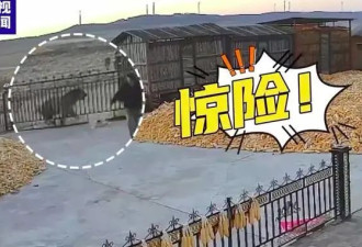 出门看猛虎的73岁老人“比老虎还虎”：我不害怕