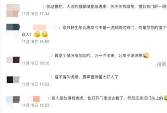 出门看猛虎的73岁老人“比老虎还虎”：我不害怕