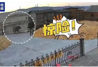 五问“黑龙江老虎进村伤人”：一只还是两只？
