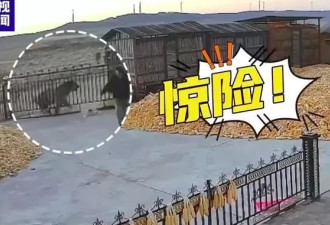 出门看猛虎的73岁老人“比老虎还虎”：我根本不害怕