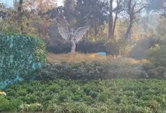 李玟墓地杂草丛生，知情人曝料被区别对待，粉丝心痛不已