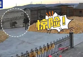 黑龙江发布“防虎”公告：干活时在脑后戴上面具