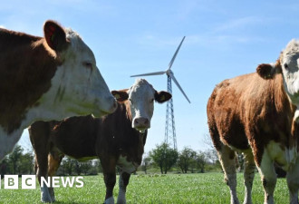丹麦开征世界首起“放屁税” 管制农牧业甲烷
