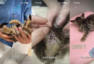 你没见过的薇娅！坚持收养流浪动物，家里快成“动物园”