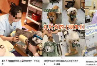 中国宠物数量大过婴幼 1亿家庭进入“猫狗富养时代”