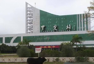 广东最败家县城 自建飞机场 如今却用来放牛