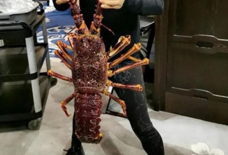 5位移居海外明星现状，孙海英夫妇捡垃圾，王祖贤身材走样大肚腩