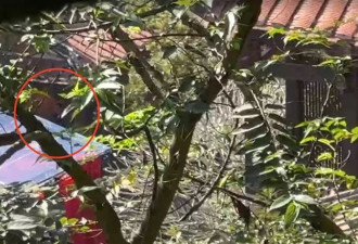 薄瓜瓜婚宴安保严 干扰枪阻航拍 工作人员签保密条款