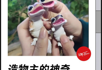 爱养“丑宠物”的中产，精神状态有多颠？