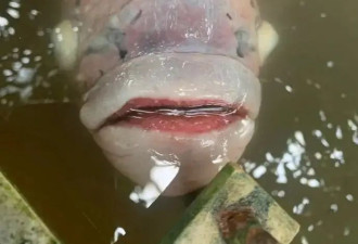 爱养“丑宠物”的中产，精神状态有多颠？