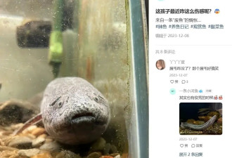 爱养“丑宠物”的中产，精神状态有多颠？
