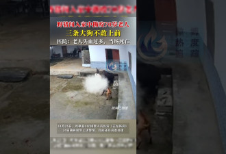 野猪闯入民宅撕咬老人，事发前监控曝光