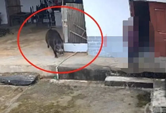 老人被野猪咬死：目测300斤 3只狗未能阻止？专家:七八只狗有用