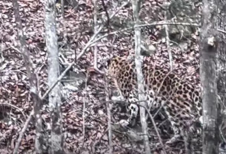 野外遇"大猫"怎么破？不要眼神交流 要看起来更"大"