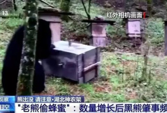 野外遇"大猫"怎么破？不要眼神交流 要看起来更"大"