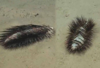 科学家在智利深海拍到神秘发光蠕虫 酷似马桶刷