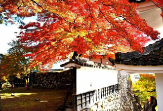 日本岐阜县郡上八幡城风景如画 欣赏美丽枫叶