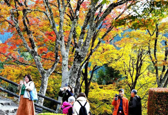 日本岐阜县郡上八幡城风景如画 欣赏美丽枫叶