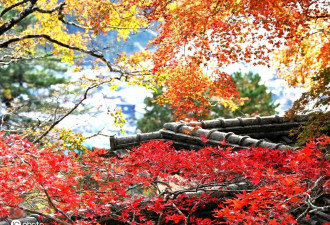 日本岐阜县郡上八幡城风景如画 欣赏美丽枫叶