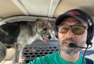 帮收容所狗狗逃安乐死！善心飞行员坠机亡