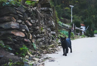 实探陕西野猪伤人事件村落，村民：野猪太多了...