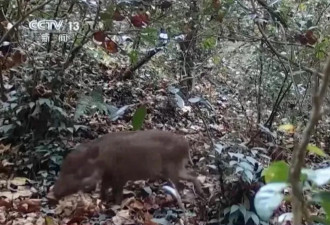 200万头野猪致害26省，除了捕猎还能做什么？
