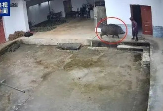 200万头野猪致害26省，除了捕猎还能做什么？
