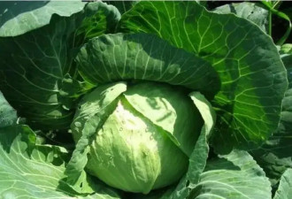 素食也可以满足身体营养需求 只要知道这些