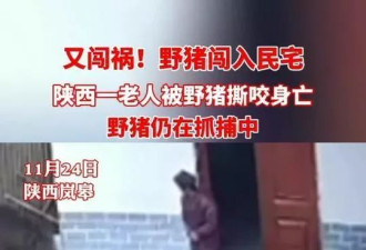 濒危保护到横行霸道，野猪怎么突然多起来了？