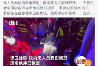 濒危保护到横行霸道，野猪怎么突然多起来了？