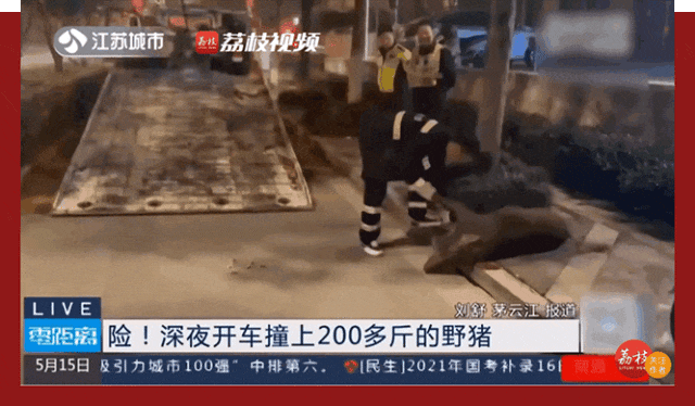 濒危保护到横行霸道，野猪怎么突然多起来了？