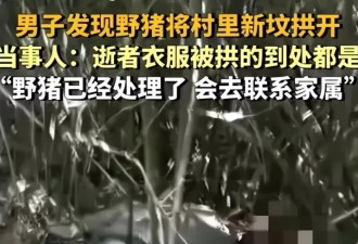 濒危保护到横行霸道，野猪怎么突然多起来了？