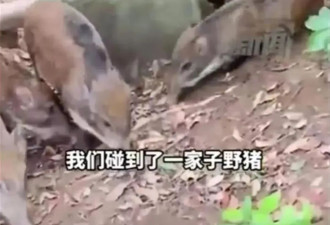 数十头野猪拖家带口乞讨为生！慈眉善目 网友惊呆