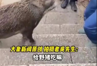 数十头野猪拖家带口乞讨为生！慈眉善目 网友惊呆